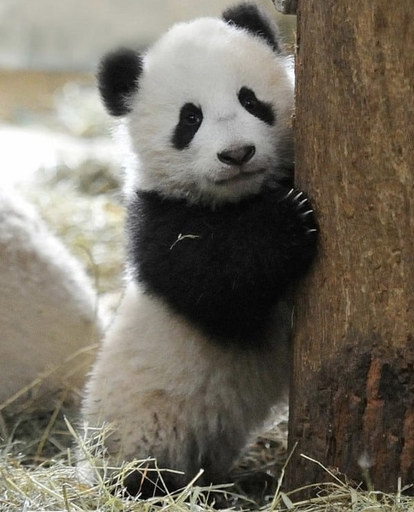 Panda In Culture