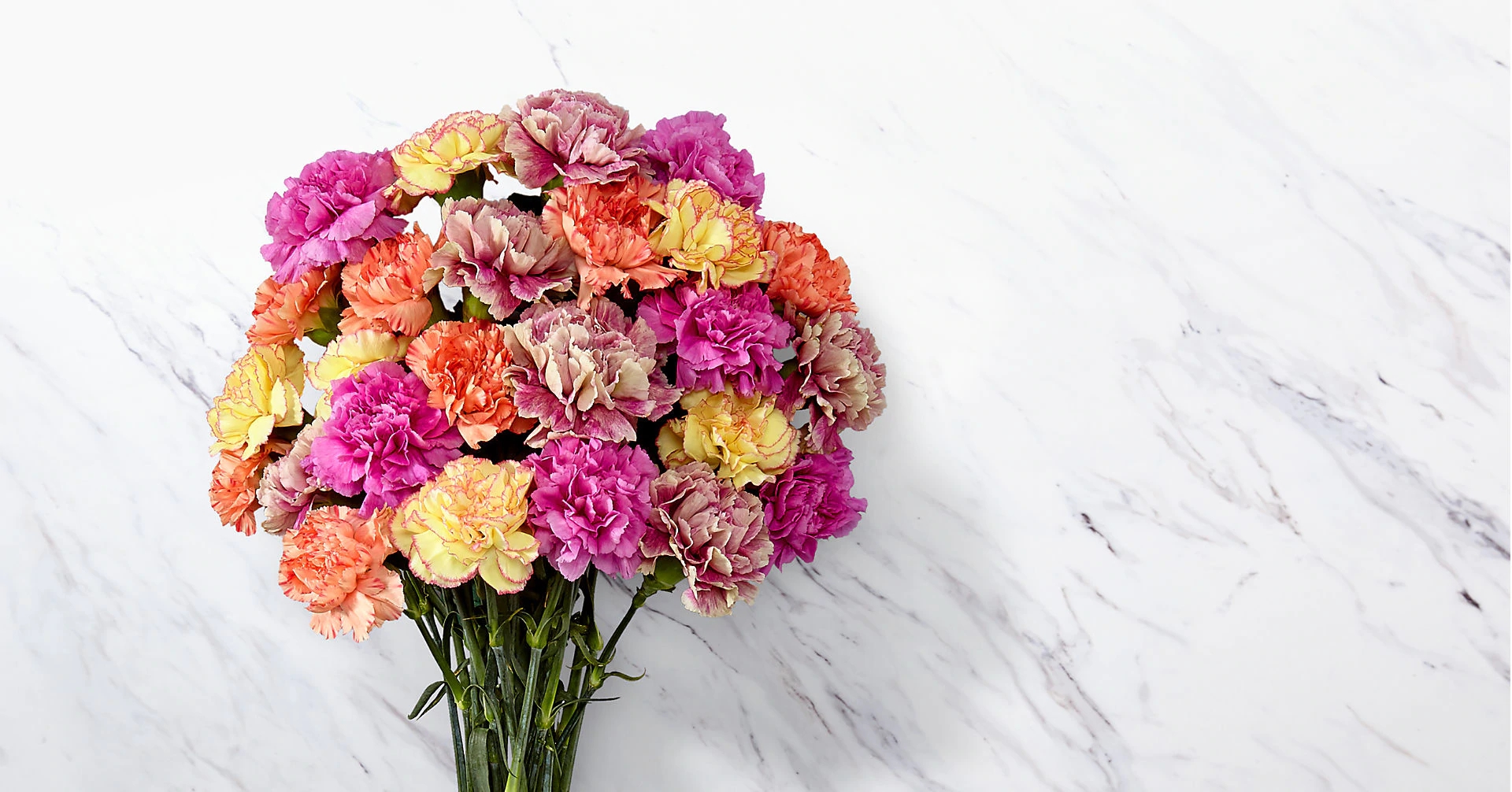 fanscinating carnations