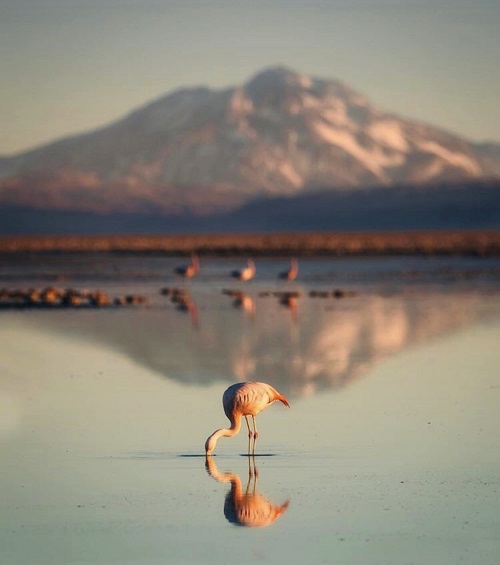 WHY FLAMINGO BECOMES POPULAR